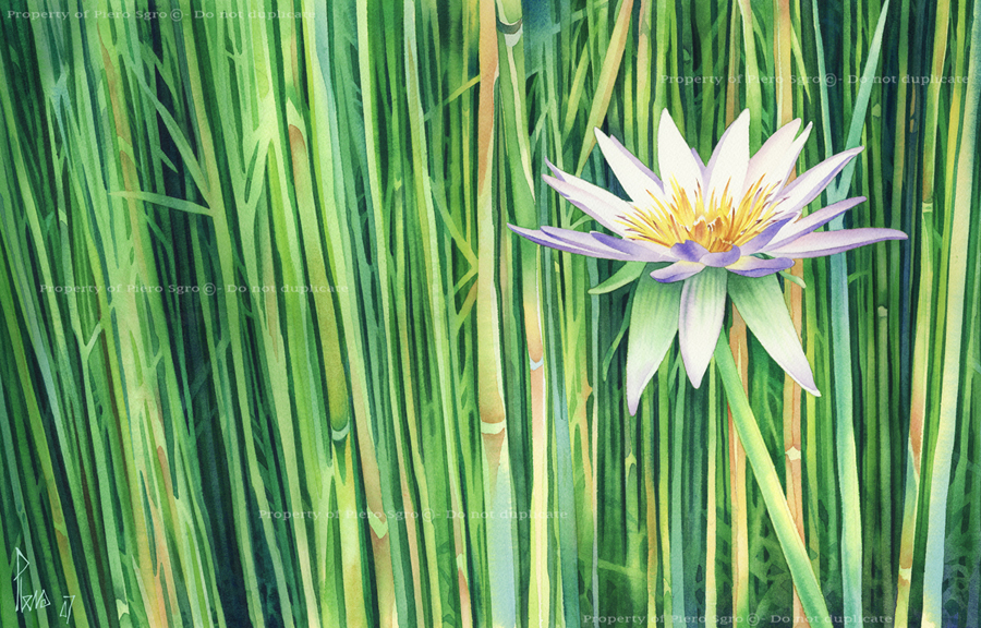 pierosgro-waterlily-watercolour_001new